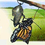 Doro Kiley Doro Kiley