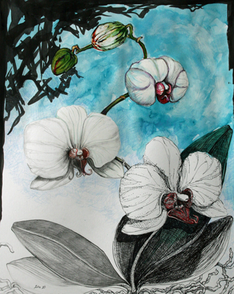 Orchid Transitions