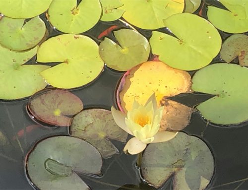 Heart to Earth Nature Journaling