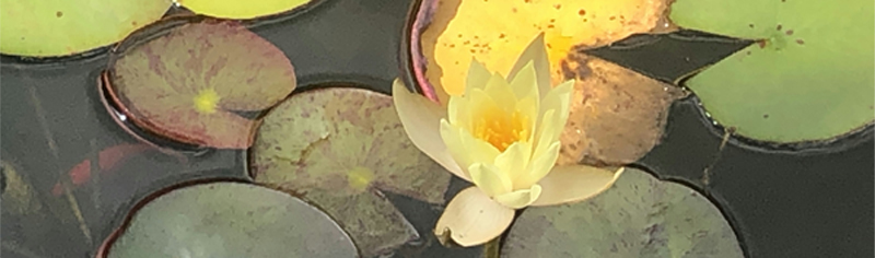 Heart to Earth Nature Journaling