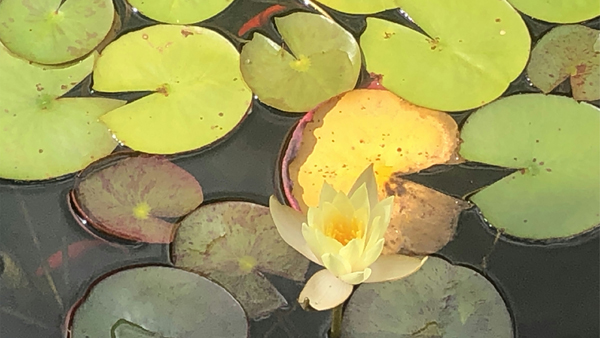 Heart to Earth Nature Journaling